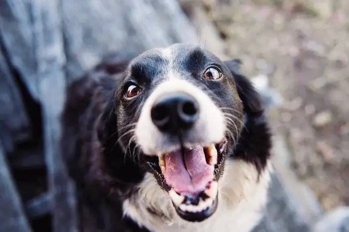 9 Tips for Updating and Repairing Your Gate to Protect Your Dog - ASAP Garage Door and Gate Repair