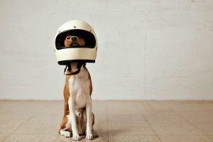 9 Tips for Updating and Repairing Your Gate to Protect Your Dog - ASAP Garage Door and Gate Repair